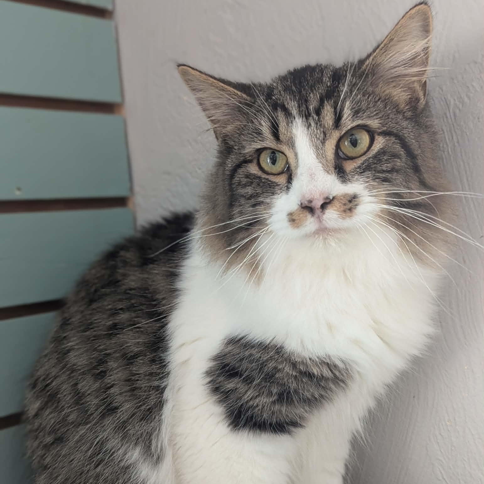 Enlarge Richard Burke, an adopted mixed breed in Shippenville, PA image 6/6