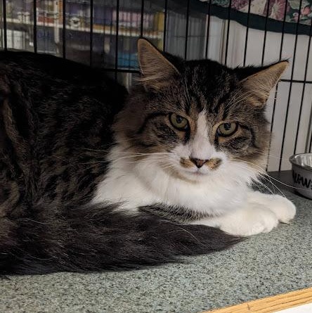 Enlarge Richard Burke, a Adoptable mixed breed in Shippenville, PA image 1/5