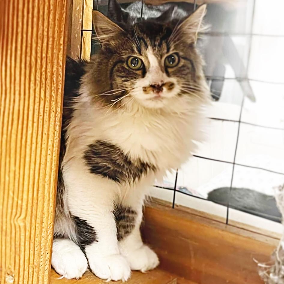 Enlarge Richard Burke, a Adoptable mixed breed in Shippenville, PA image 2/5