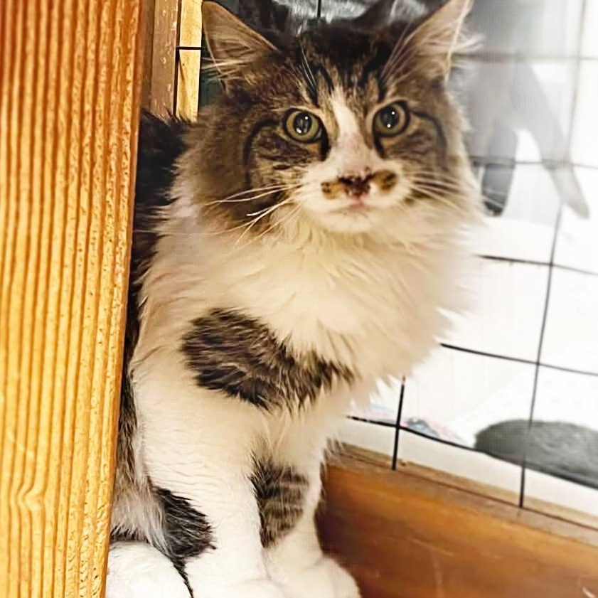 Enlarge Richard Burke, an adopted mixed breed in Shippenville, PA image 4/6