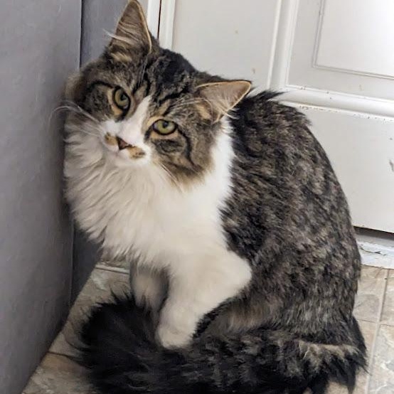 Enlarge Richard Burke, a Adoptable mixed breed in Shippenville, PA image 3/5