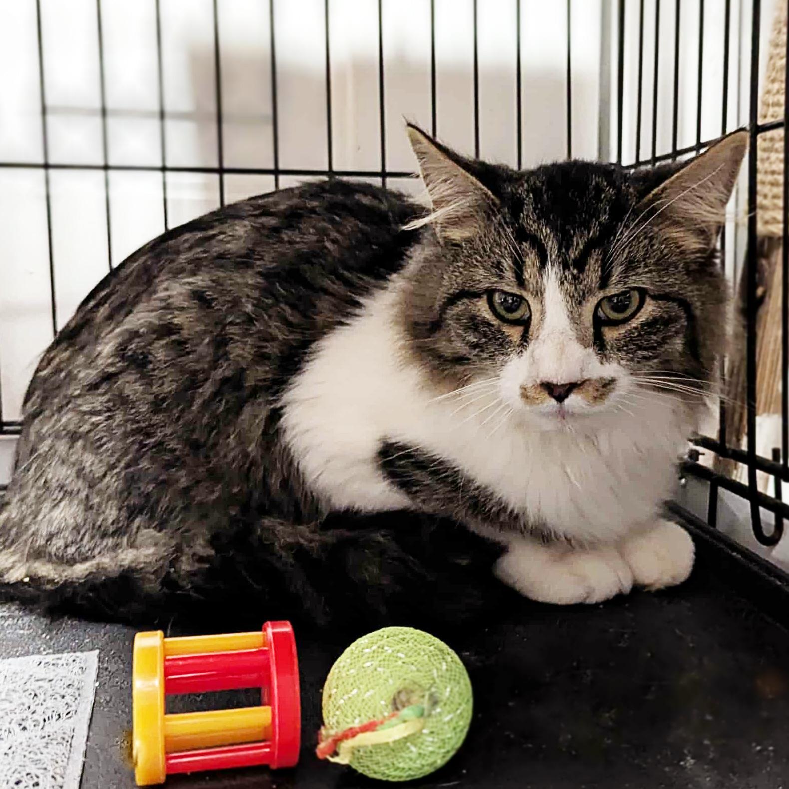 Enlarge Richard Burke, a Adoptable mixed breed in Shippenville, PA image 4/5