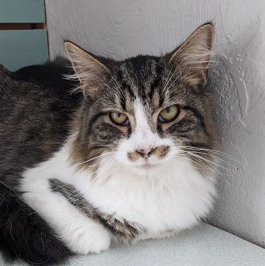 Enlarge Richard Burke, an adopted mixed breed in Shippenville, PA image 1/6