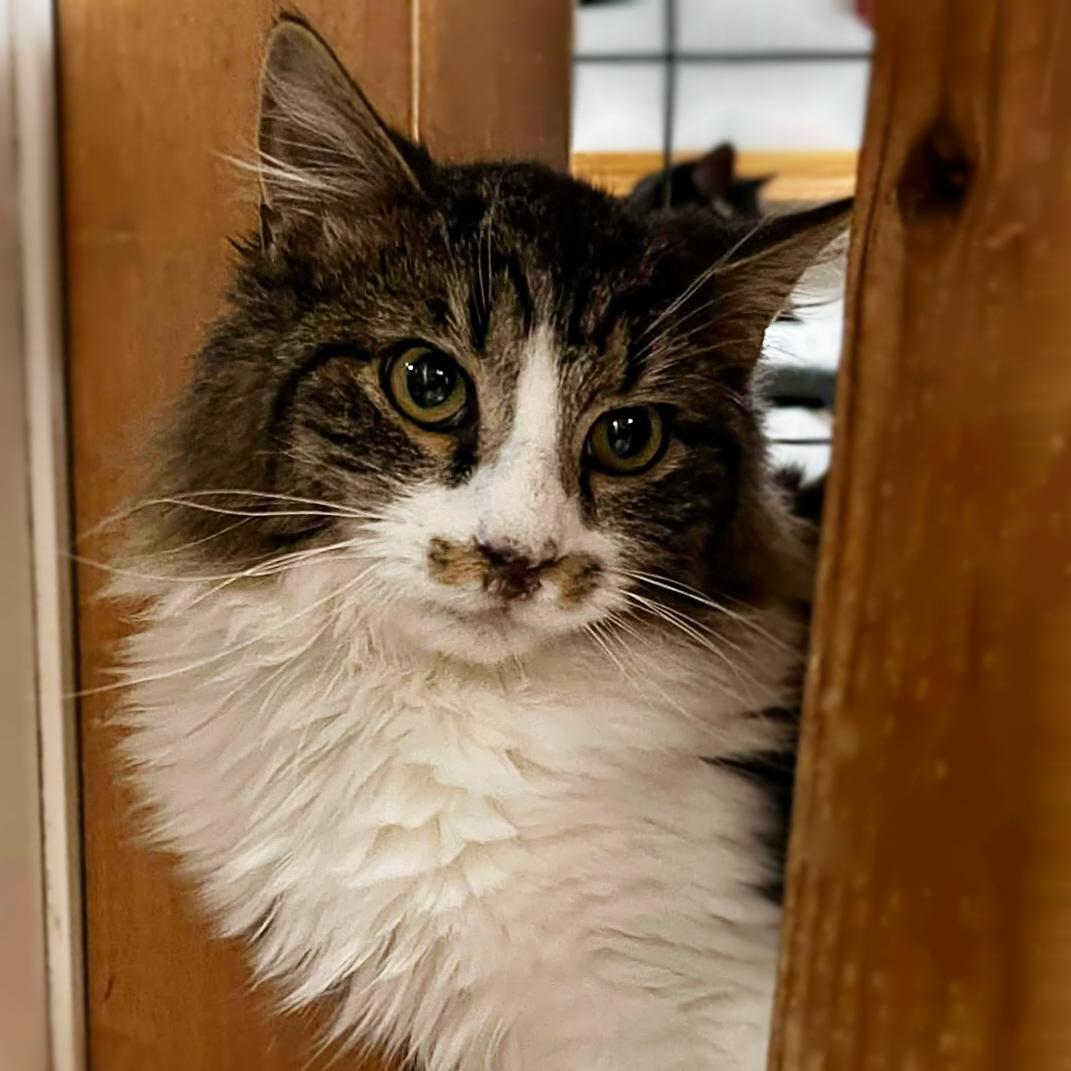 Enlarge Richard Burke, a Adoptable mixed breed in Shippenville, PA image 5/5