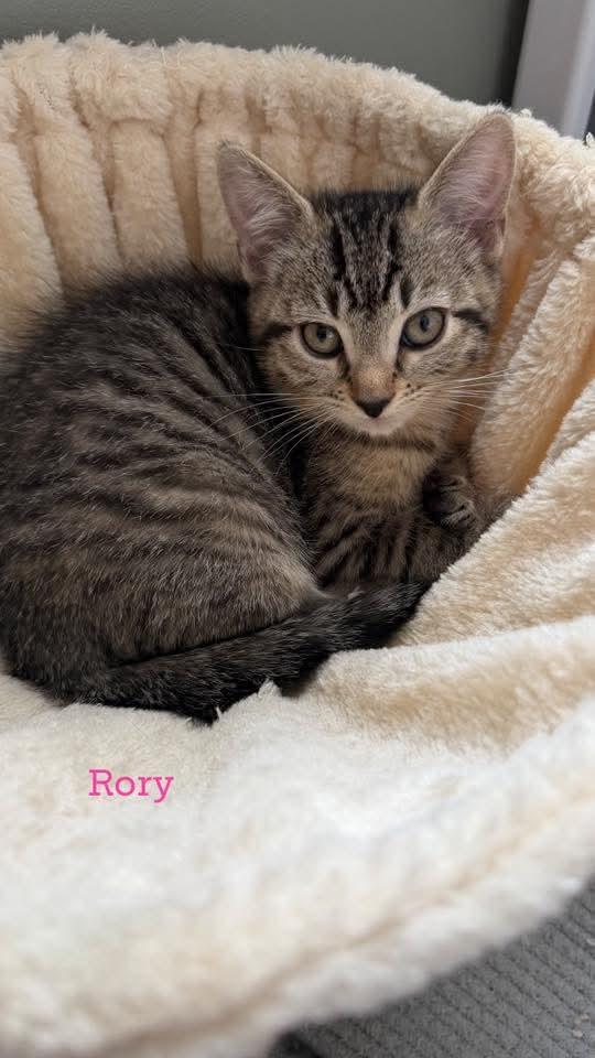 Rory, adopted, Kitten Female Domestic Short Hair.
