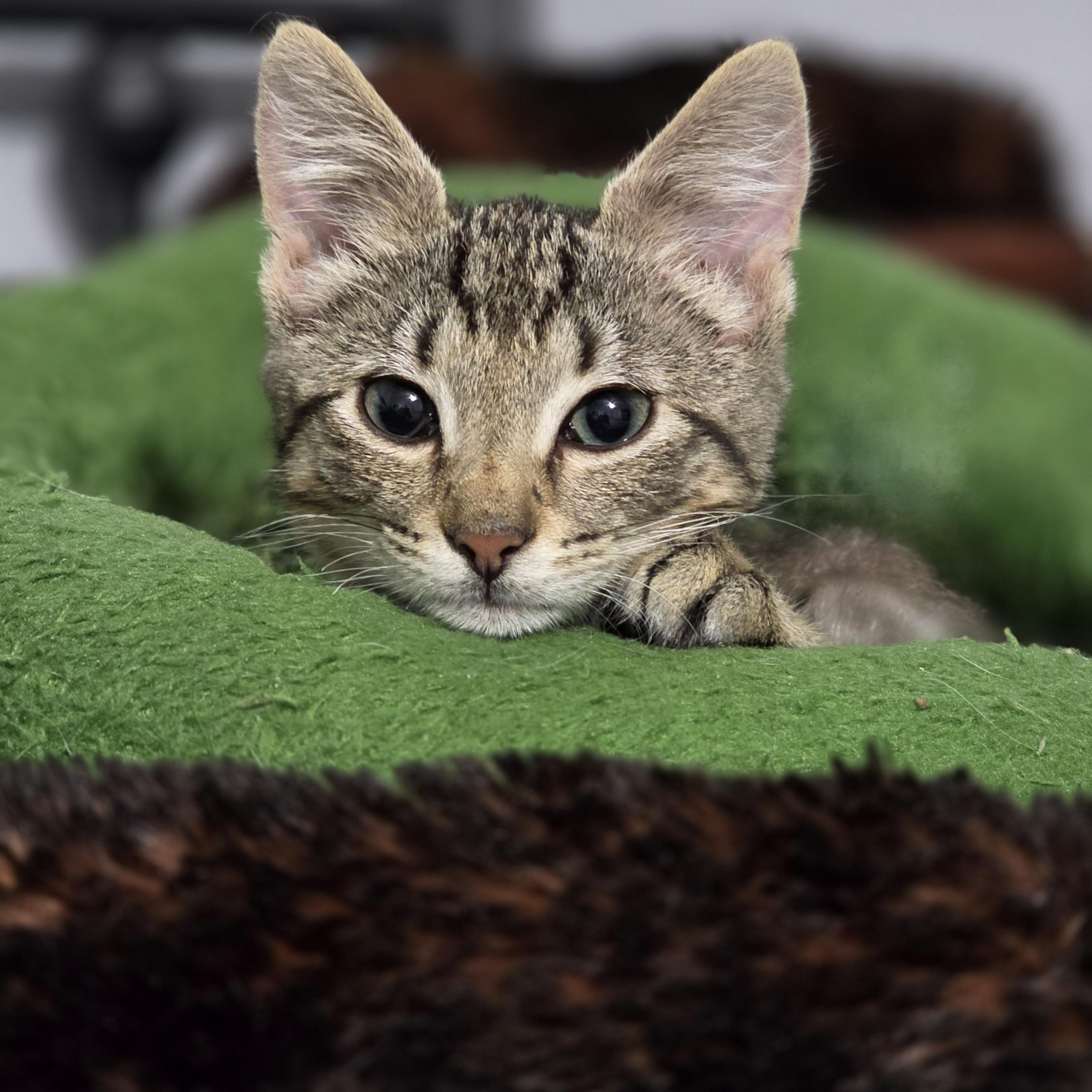 Louie photo