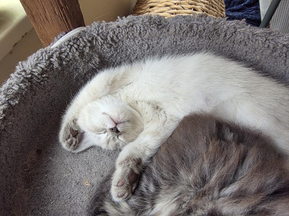 Cherry, an adopted Domestic Long Hair in Salt Lake City, UT image 4/4