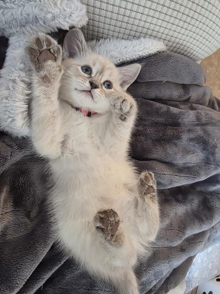 Cherry, an adopted Domestic Long Hair in Salt Lake City, UT image 3/4