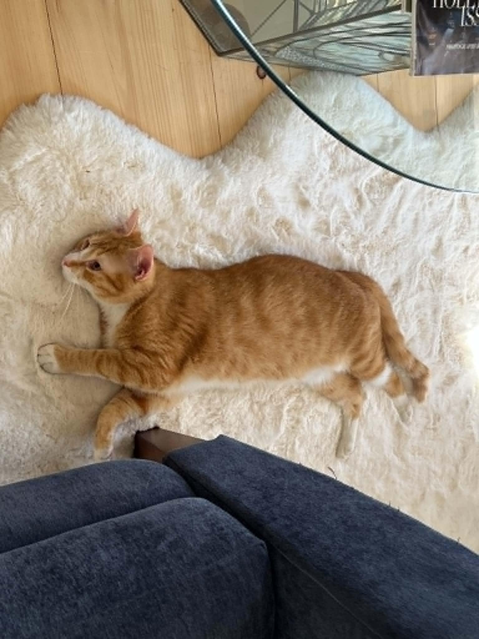 Nate, ADOPTABLE, Young Male Domestic Short Hair.