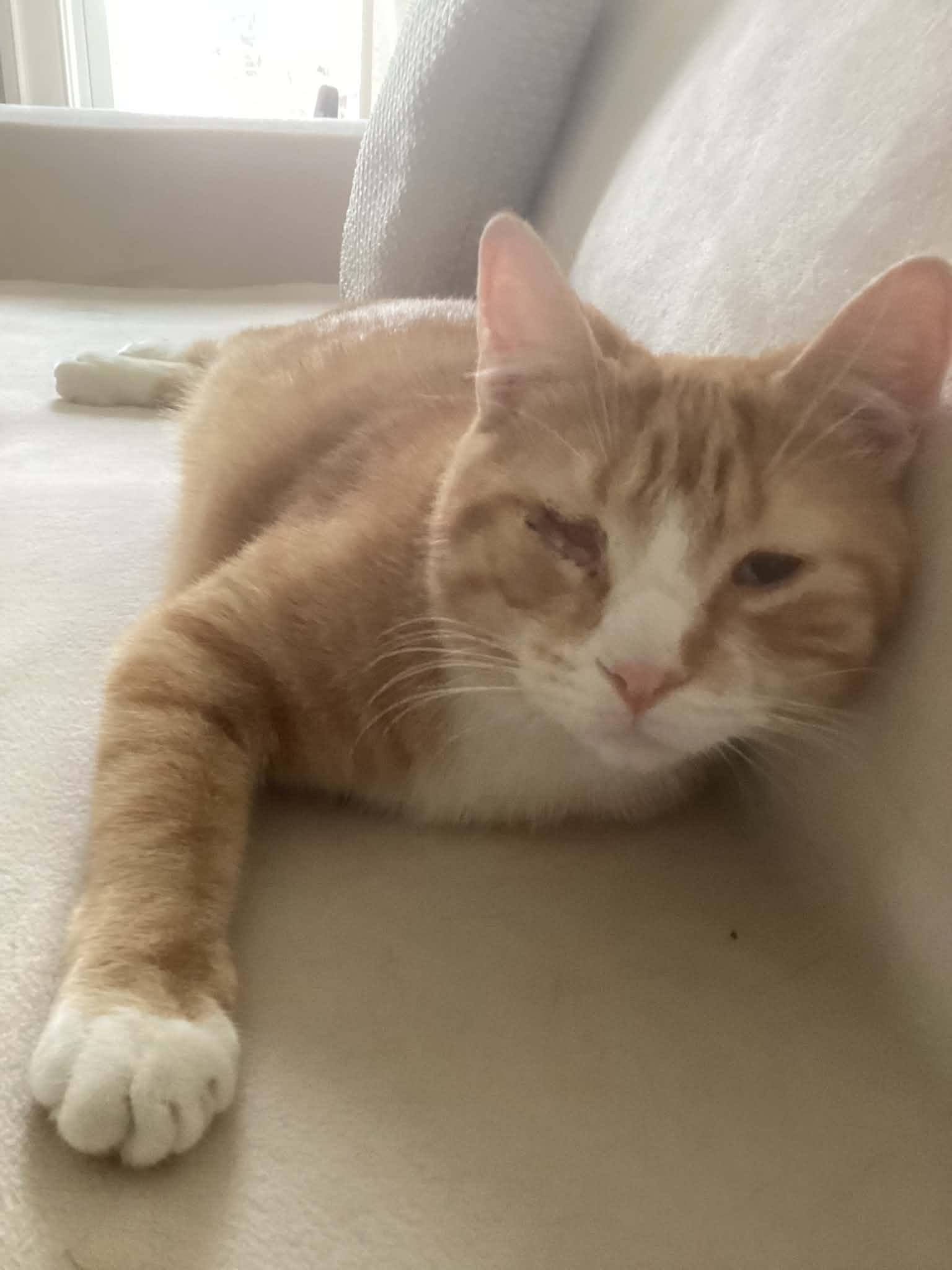 Enlarge Nate, a ADOPTABLE Domestic Short Hair in Wading River, NY image 2/5