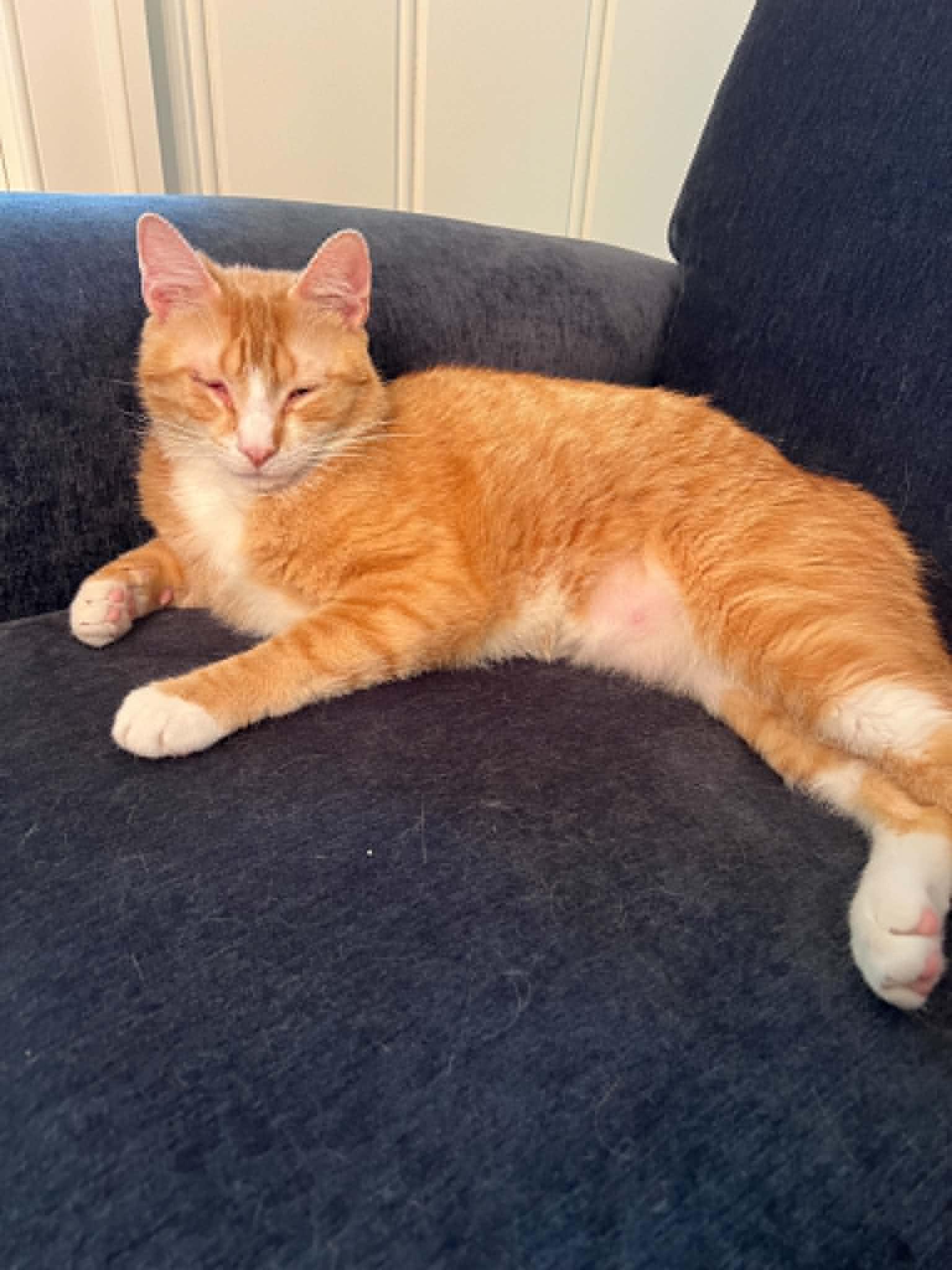 Enlarge Nate, a ADOPTABLE Domestic Short Hair in Wading River, NY image 4/5