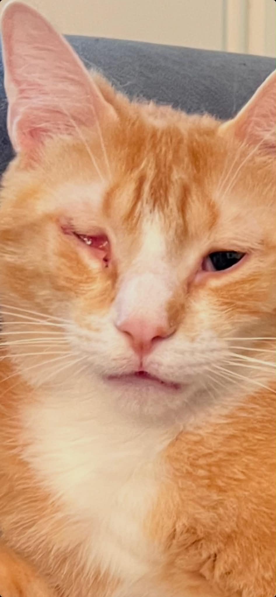 Enlarge Nate, a ADOPTABLE Domestic Short Hair in Wading River, NY image 3/5