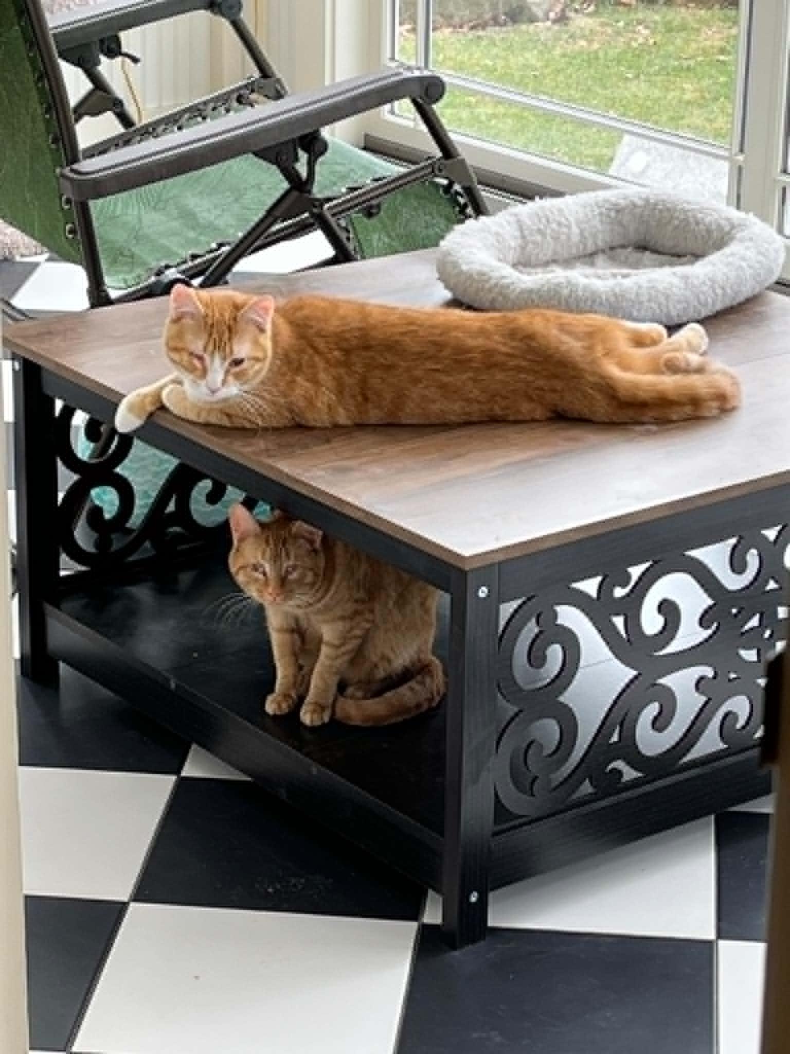 Enlarge Nate, a ADOPTABLE Domestic Short Hair in Wading River, NY image 5/5