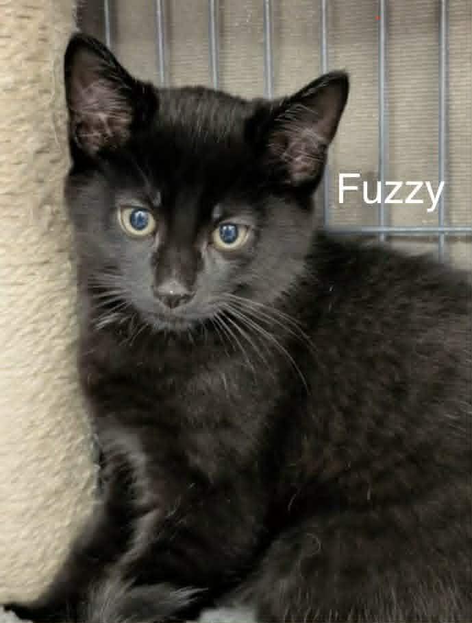 Fuzzy, ADOPTABLE, Kitten Male Domestic Short Hair.