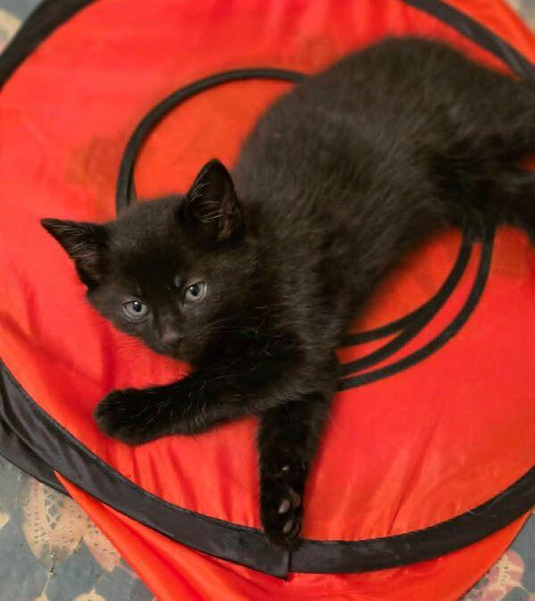 Enlarge Fuzzy, a ADOPTABLE Domestic Short Hair in Mississauga, ON image 2/2