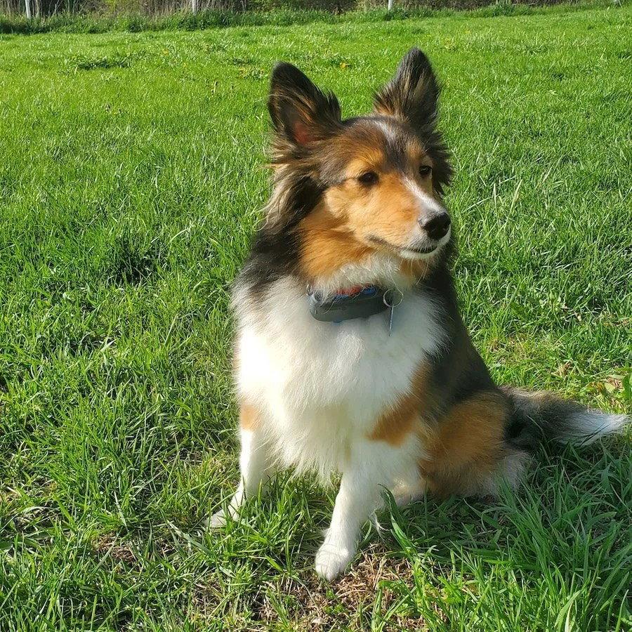 Luna, Adopted, Young Female Shetland Sheepdog / Sheltie.