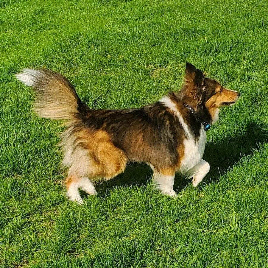 Luna, a Adopted Shetland Sheepdog / Sheltie in Dublin, OH image 2/2