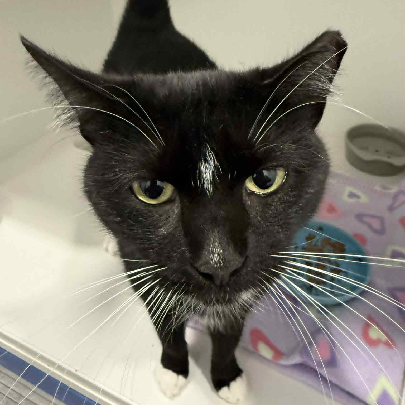 Enlarge Burger, a Adoptable mixed breed in Danbury, CT image 1/2