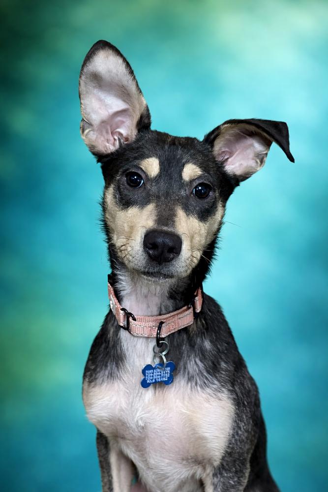 Josie, Adoptable, Puppy Female Mixed Breed.