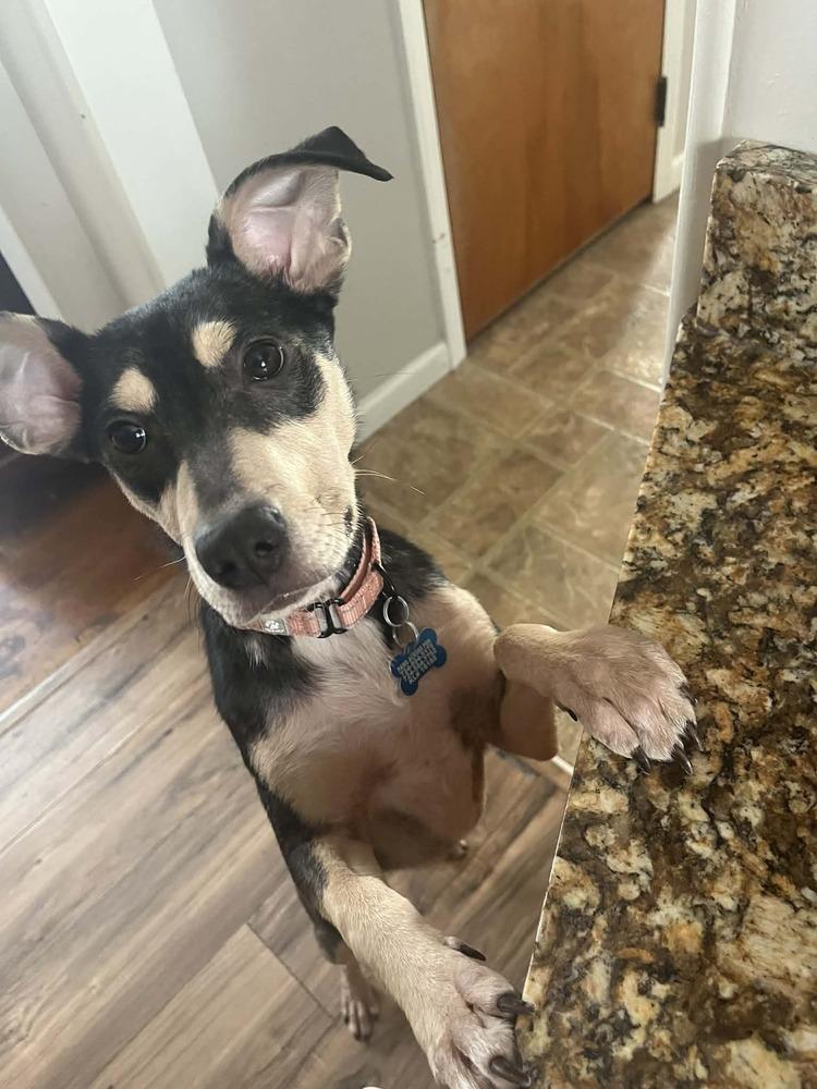 Enlarge Josie, a Adoptable mixed breed in Springdale, PA image 2/6