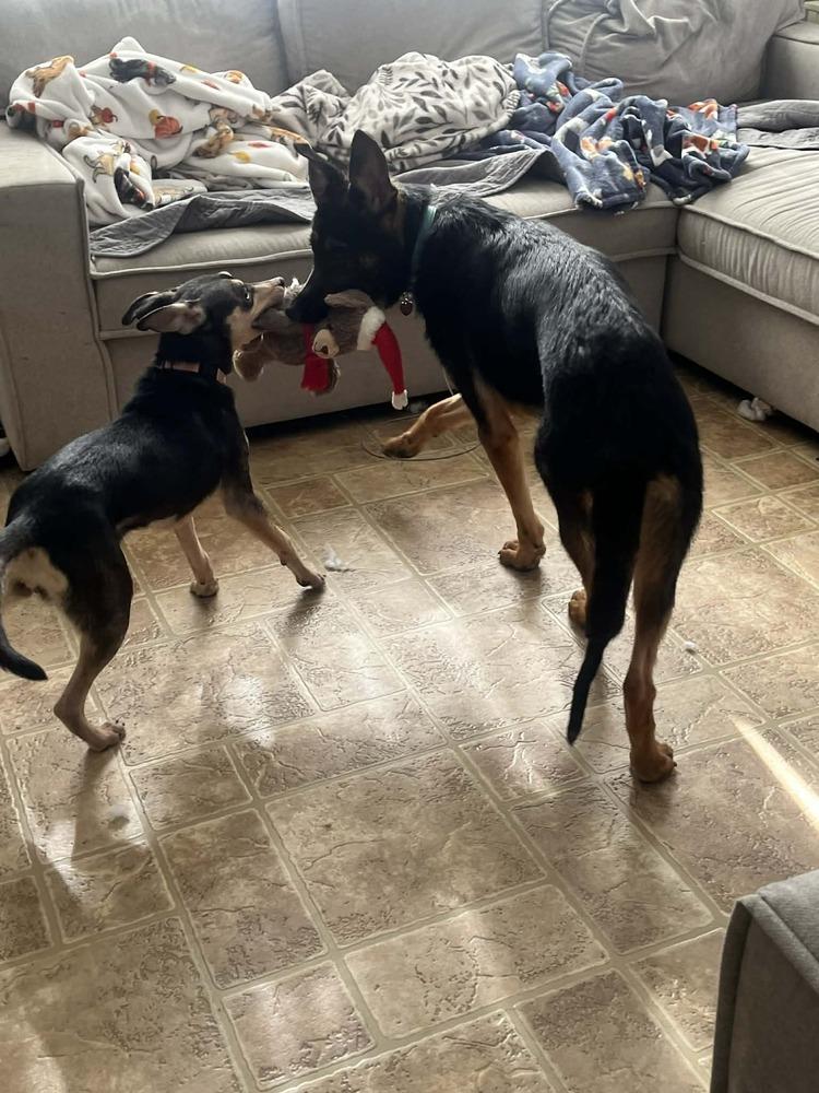 Enlarge Josie, a Adoptable mixed breed in Springdale, PA image 3/6