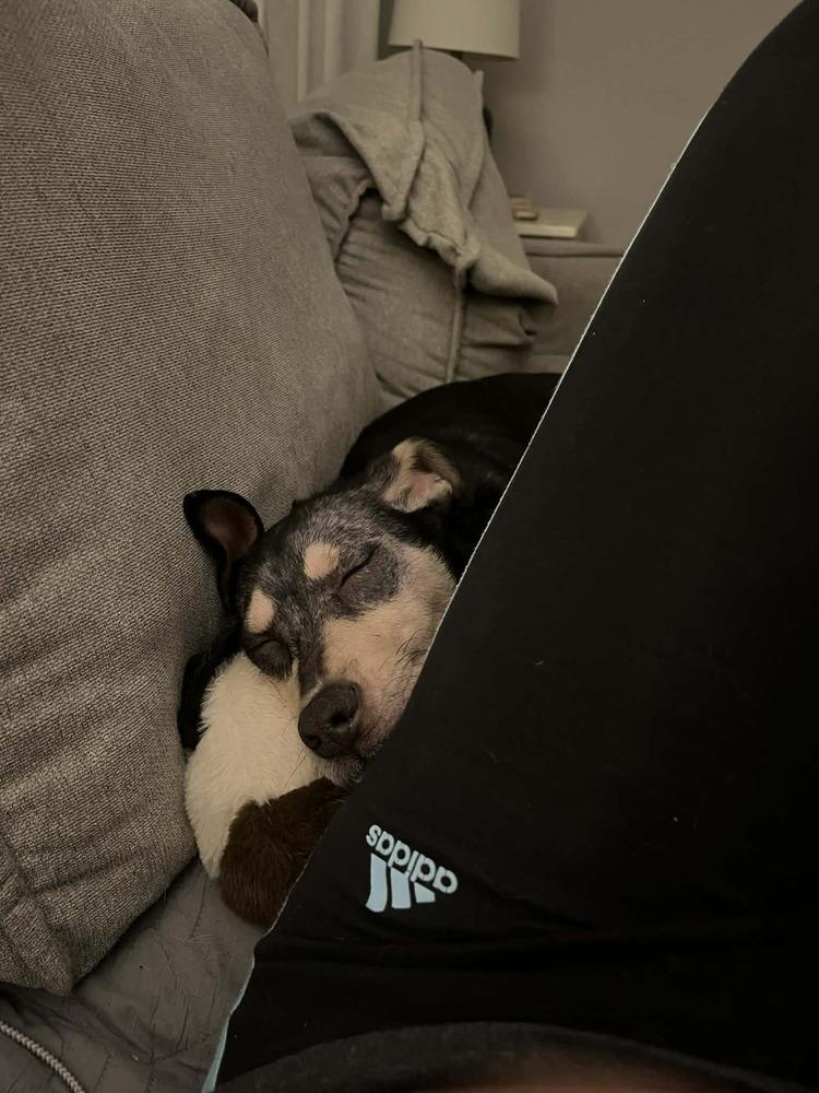 Enlarge Josie, a Adoptable mixed breed in Springdale, PA image 4/6