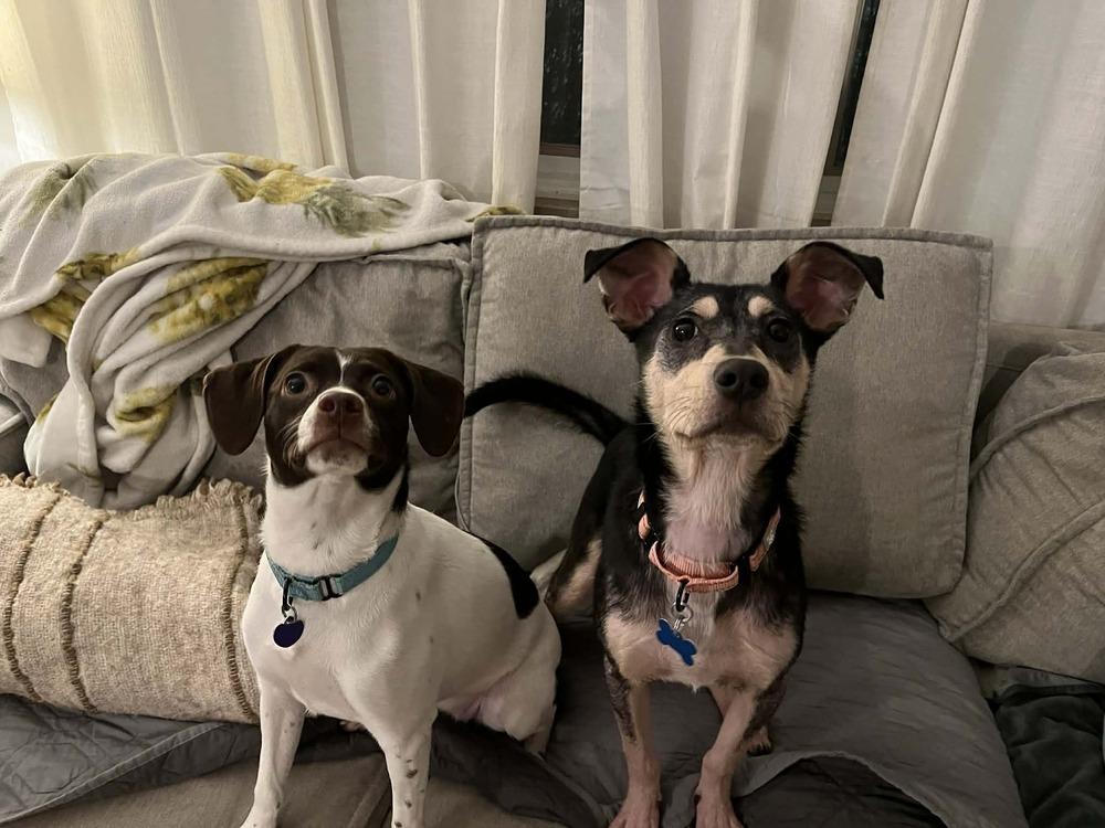 Enlarge Josie, a Adoptable mixed breed in Springdale, PA image 5/6