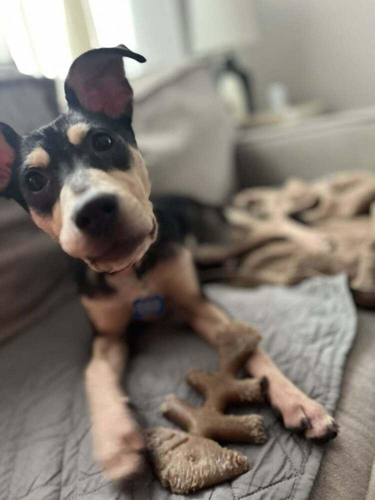 Enlarge Josie, a Adoptable mixed breed in Springdale, PA image 6/6