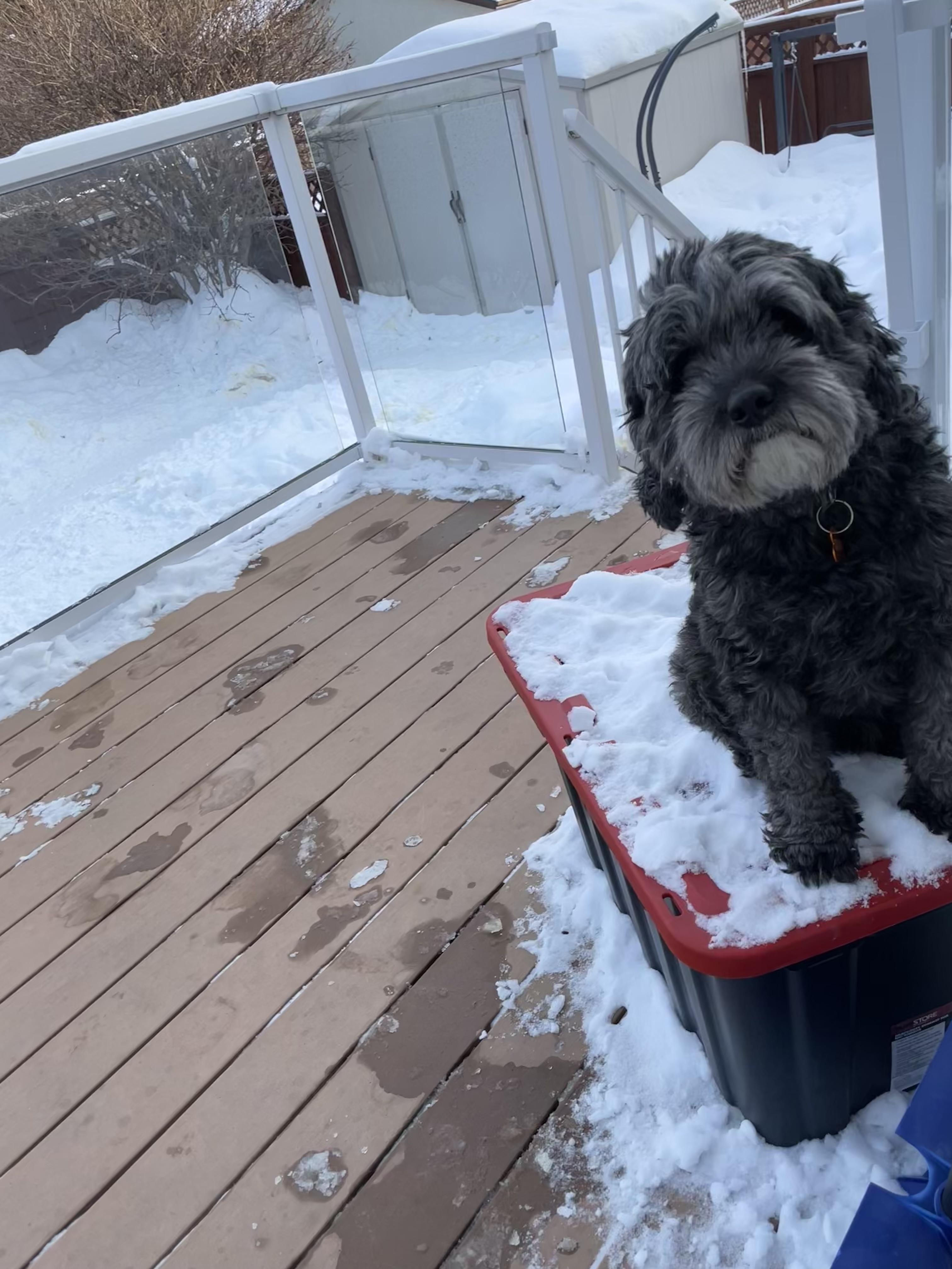 Toby, an adopted Mixed Breed in Saskatoon, SK image 3/4