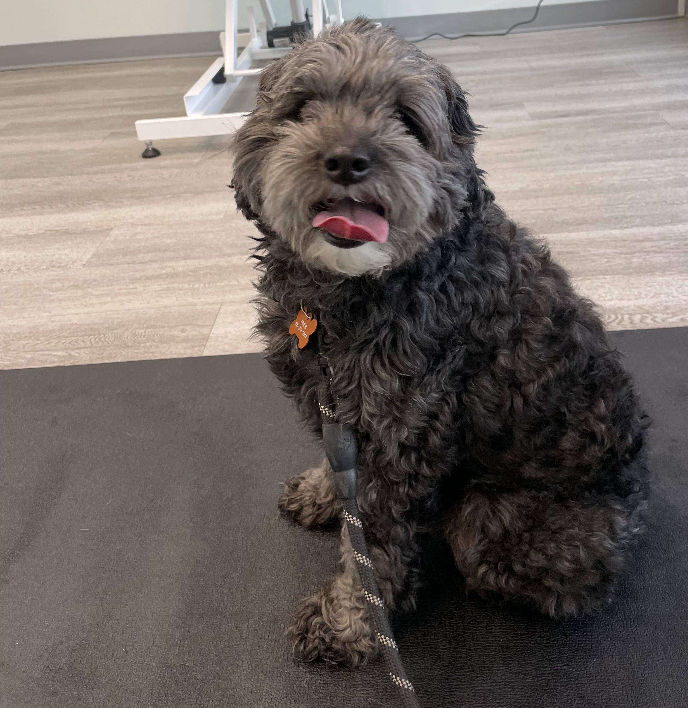 Toby, an adopted Mixed Breed in Saskatoon, SK image 1/4