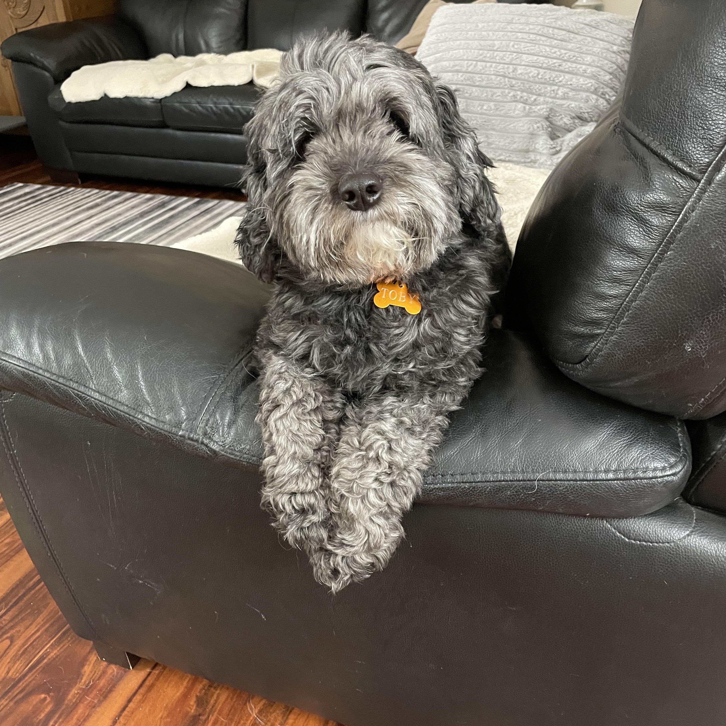 Toby, an adopted Mixed Breed in Saskatoon, SK image 4/4