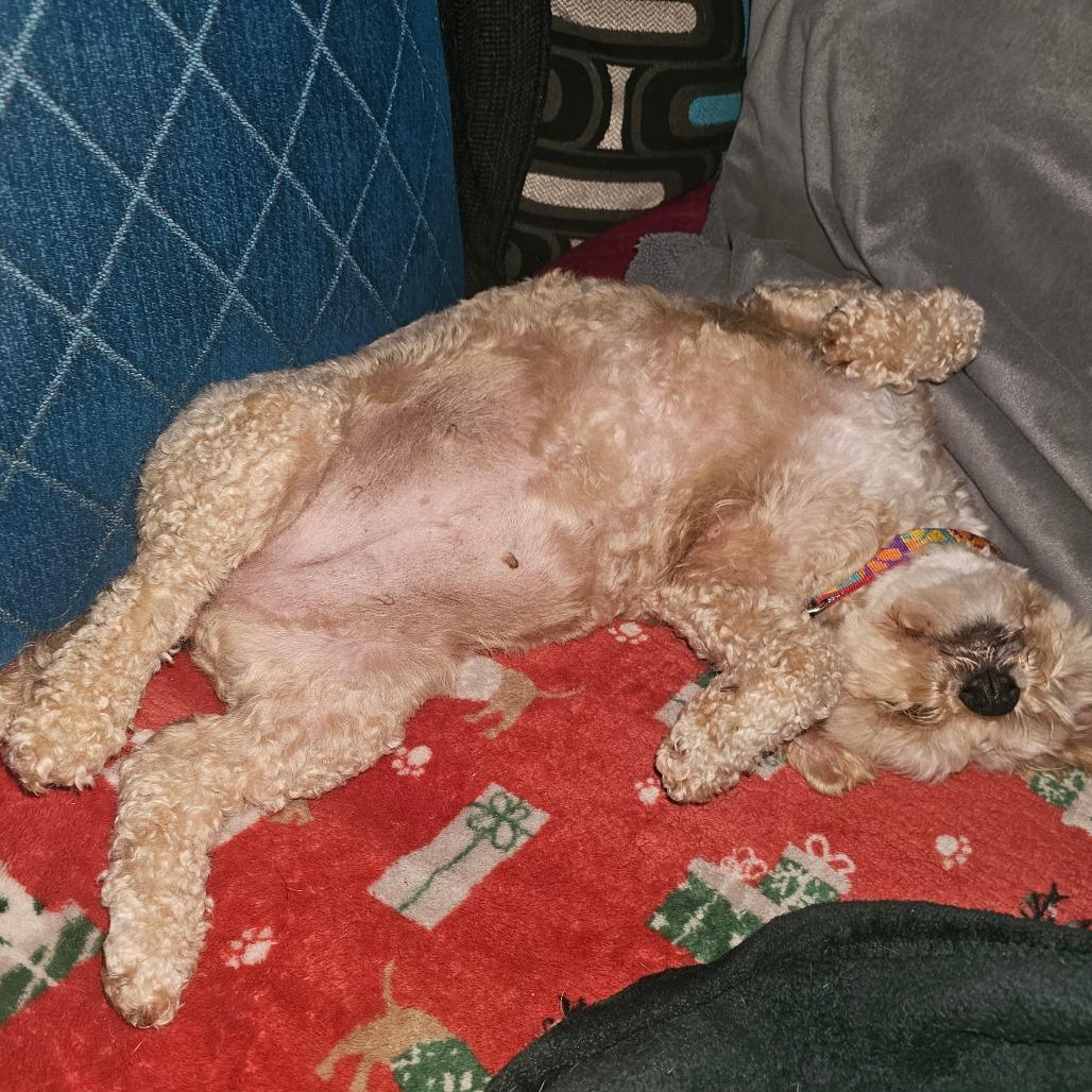 Enlarge Biscoff, a Adoptable mixed breed in Sinking Spring, PA image 1/6