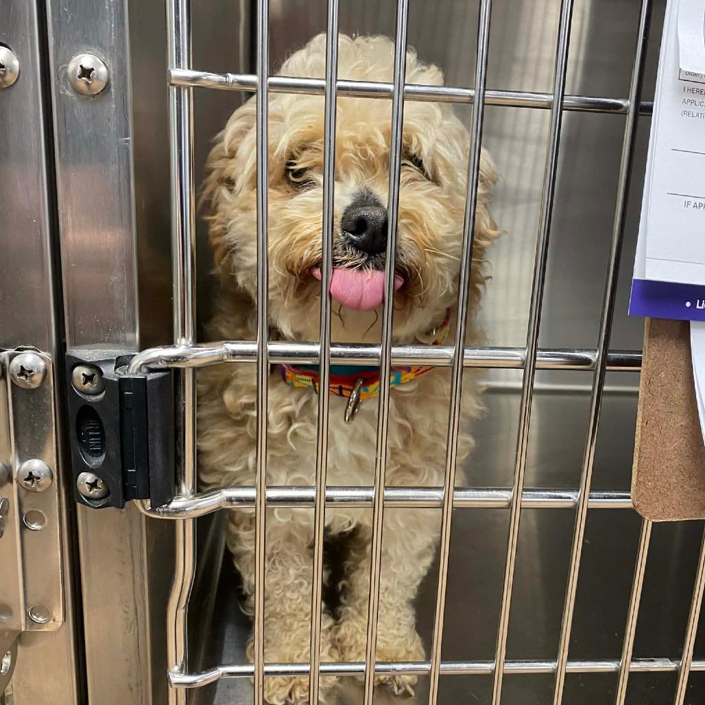 Enlarge Biscoff, a Adoptable mixed breed in Sinking Spring, PA image 2/6