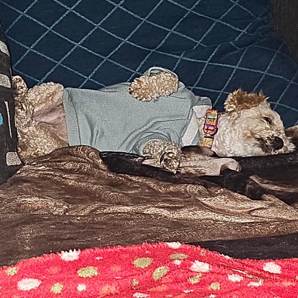 Enlarge Biscoff, a Adoptable mixed breed in Sinking Spring, PA image 3/6