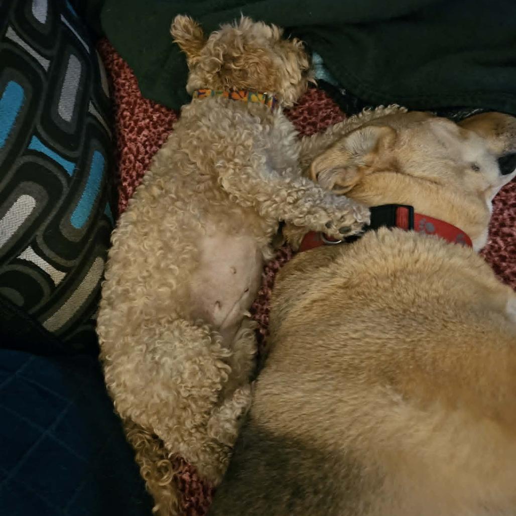 Enlarge Biscoff, a Adoptable mixed breed in Sinking Spring, PA image 4/6