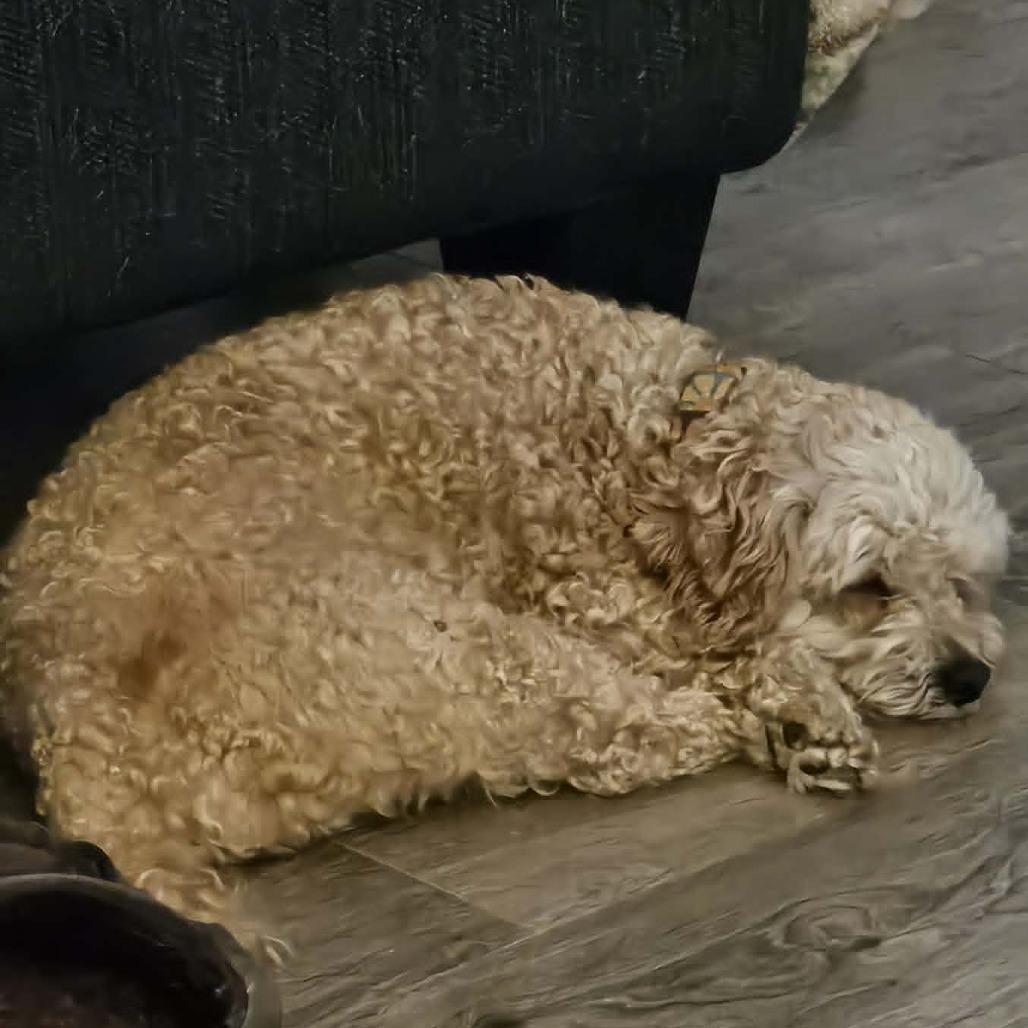 Enlarge Biscoff, a Adoptable mixed breed in Sinking Spring, PA image 5/6