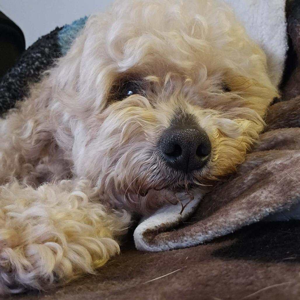 Enlarge Biscoff, a Adoptable mixed breed in Sinking Spring, PA image 6/6