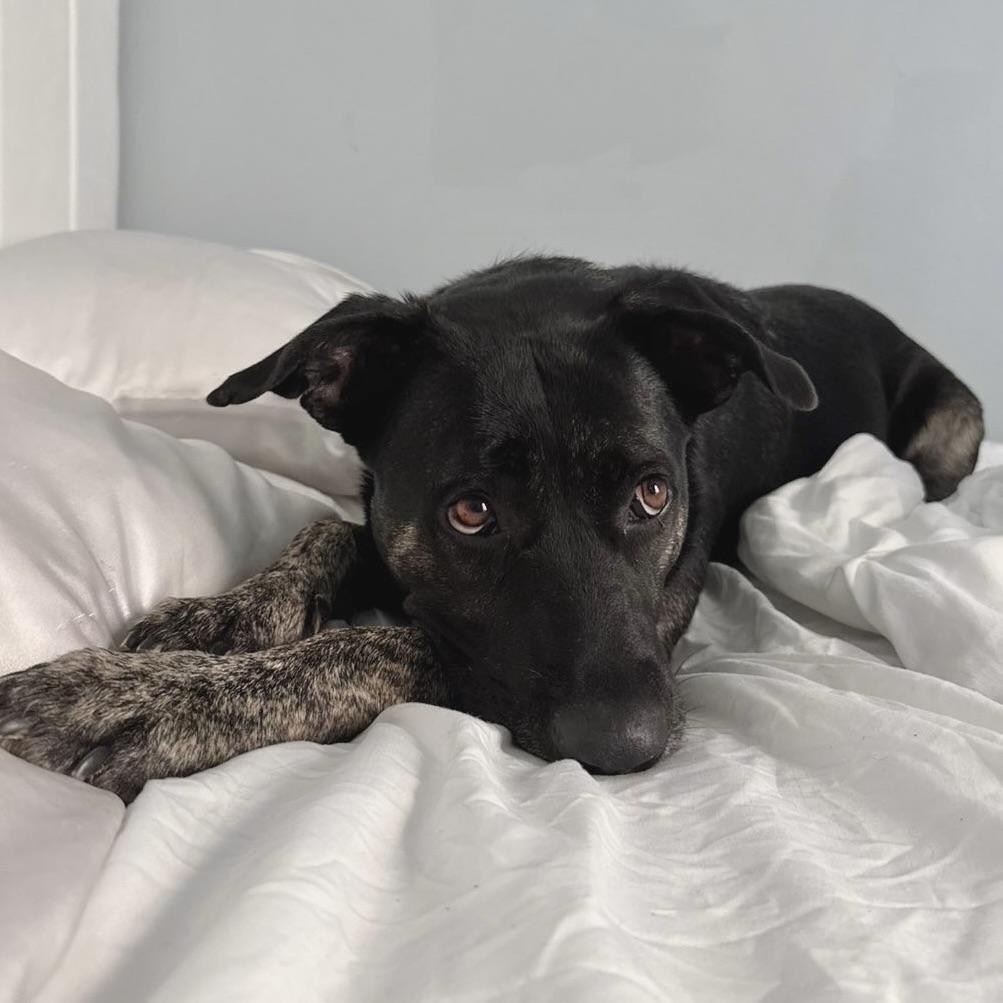 Enlarge Bluebell, an adopted mixed breed in Providence, RI image 1/6