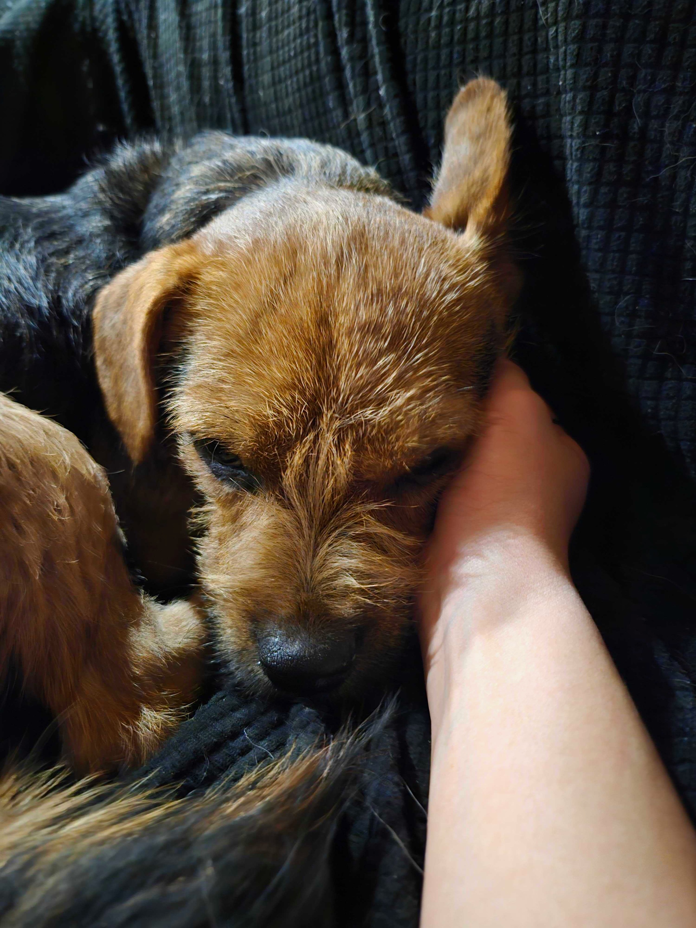 Enlarge Beau, a Adopted mixed breed in Pantego, TX image 1/3