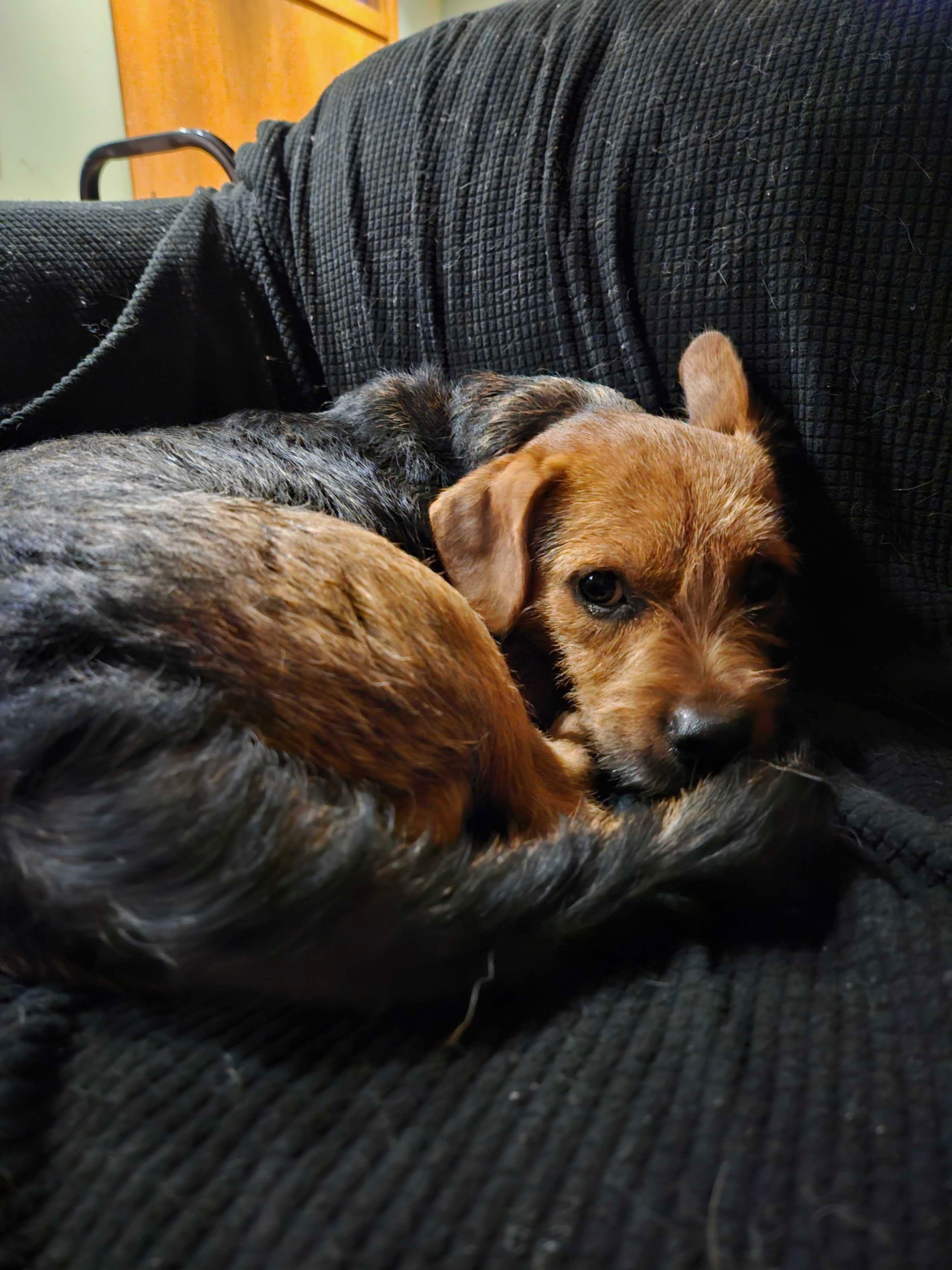 Enlarge Beau, a Adopted mixed breed in Pantego, TX image 2/3