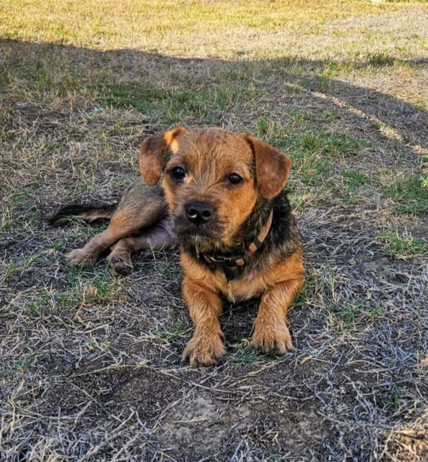 Enlarge Beau, a Adopted mixed breed in Pantego, TX image 3/3