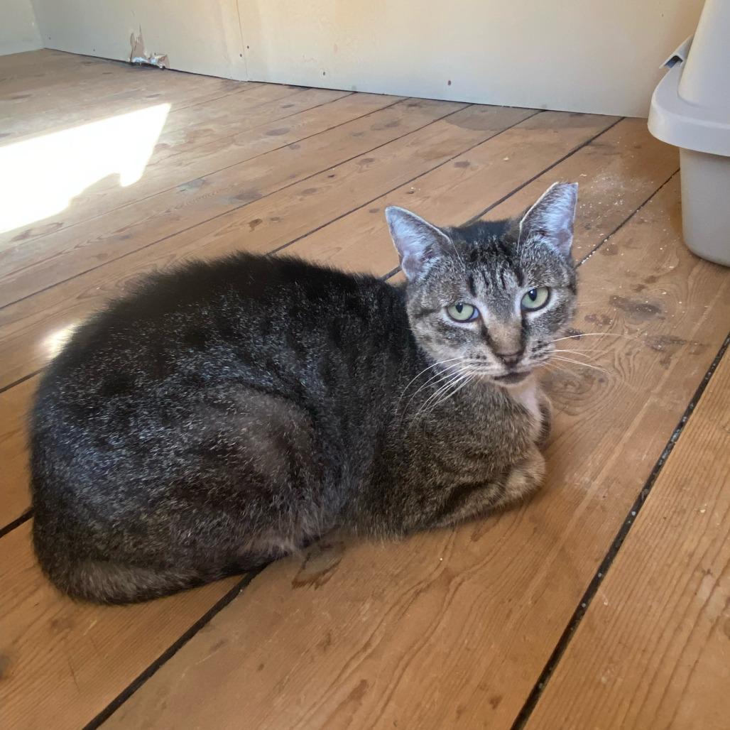 Enlarge Skylar, a Adoptable Domestic Short Hair in Middle Village, NY image 1/3