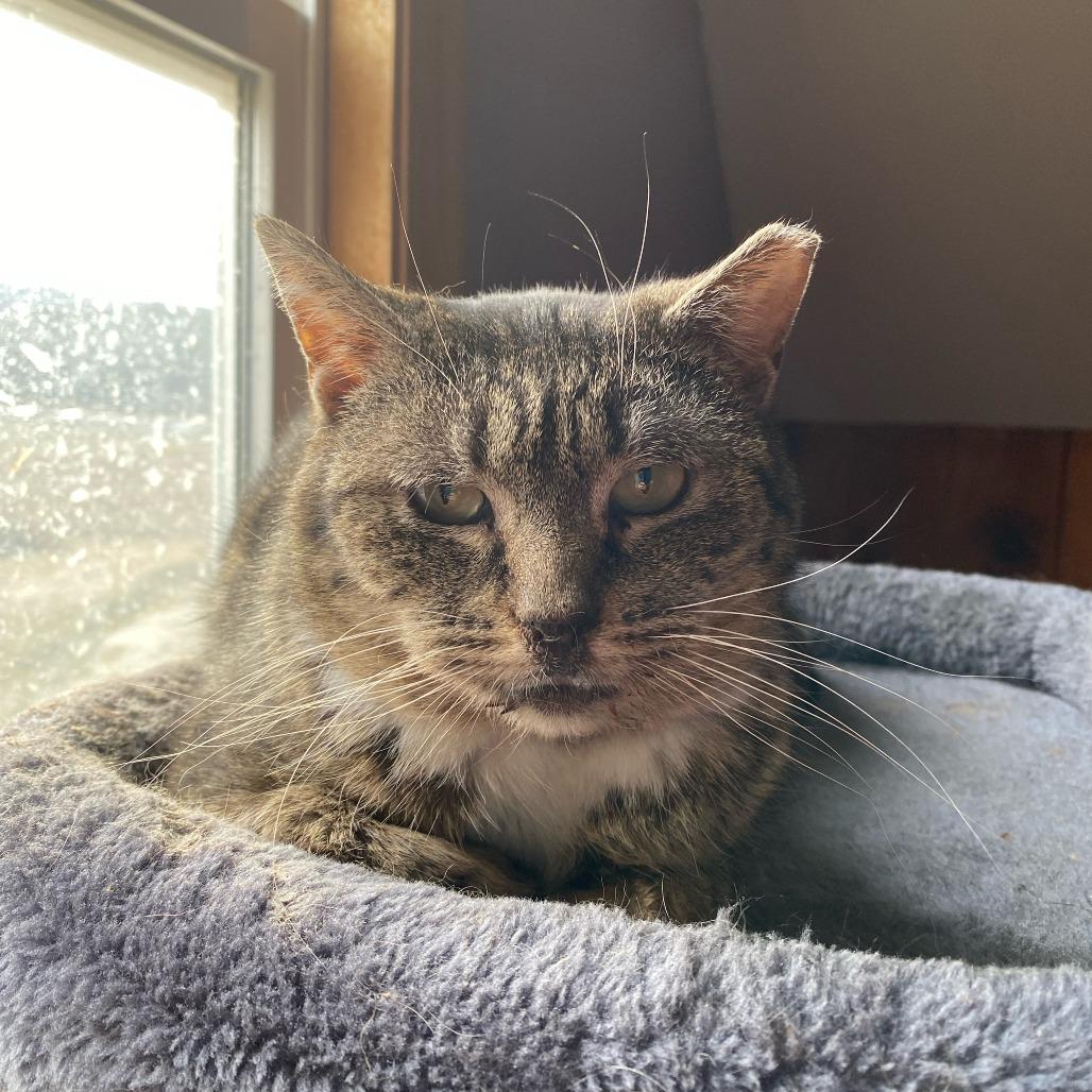 Enlarge Skylar, a Adoptable Domestic Short Hair in Middle Village, NY image 3/3