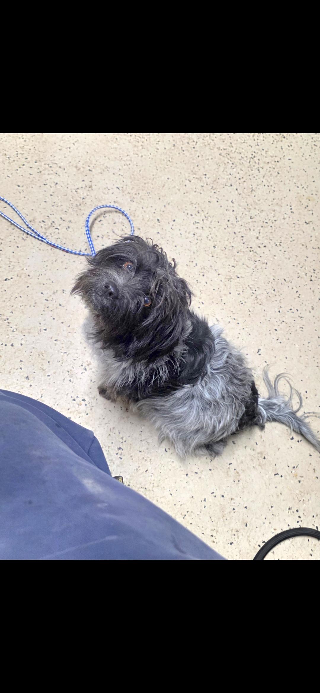 Enlarge Pickles, an adopted mixed breed in Walthill, NE image 2/2