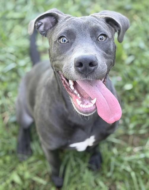 Enlarge CARMINA, a Adoptable mixed breed in Fairfield, CA image 1/1
