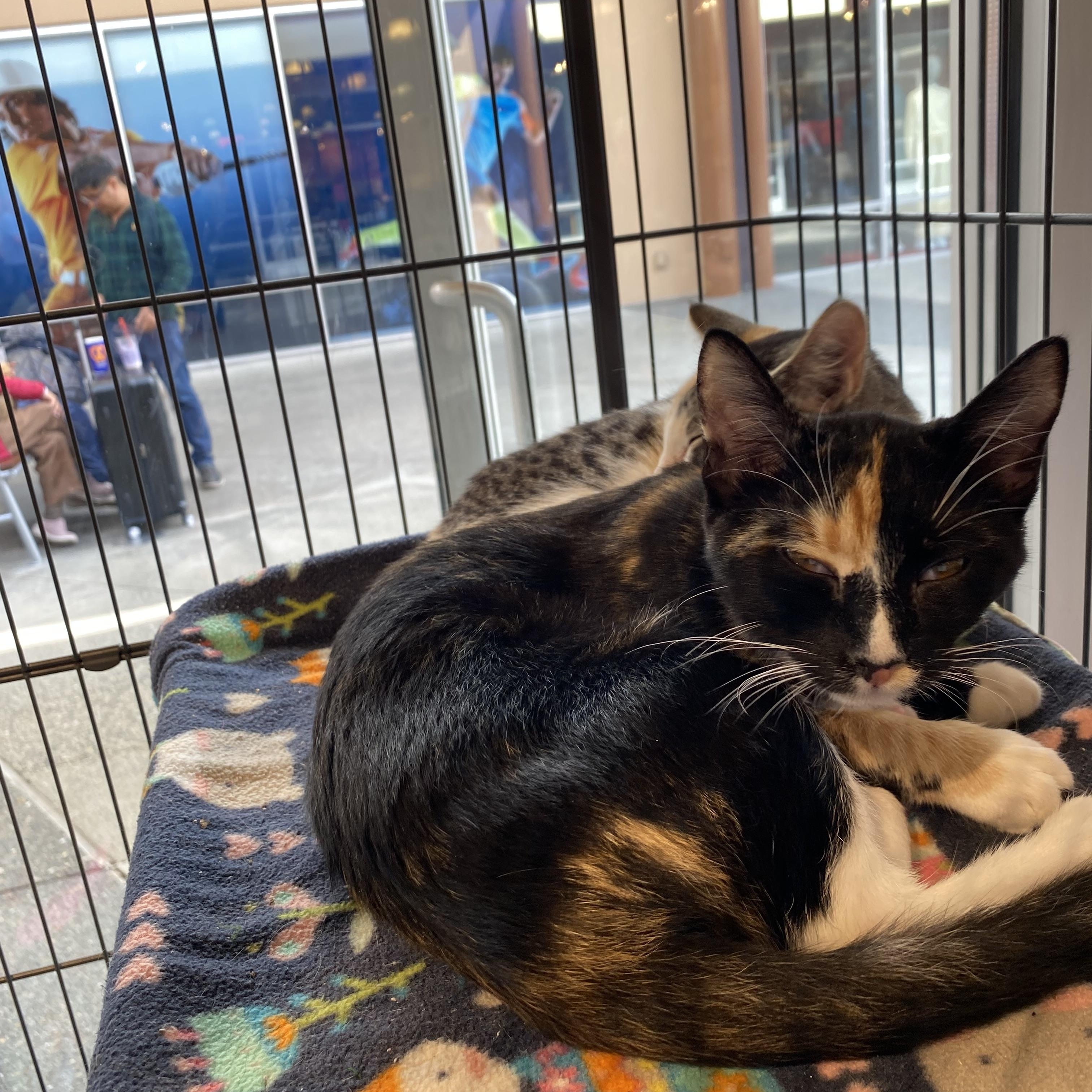 Enlarge Intrepid, a Adoptable mixed breed in Stanwood, WA image 2/2
