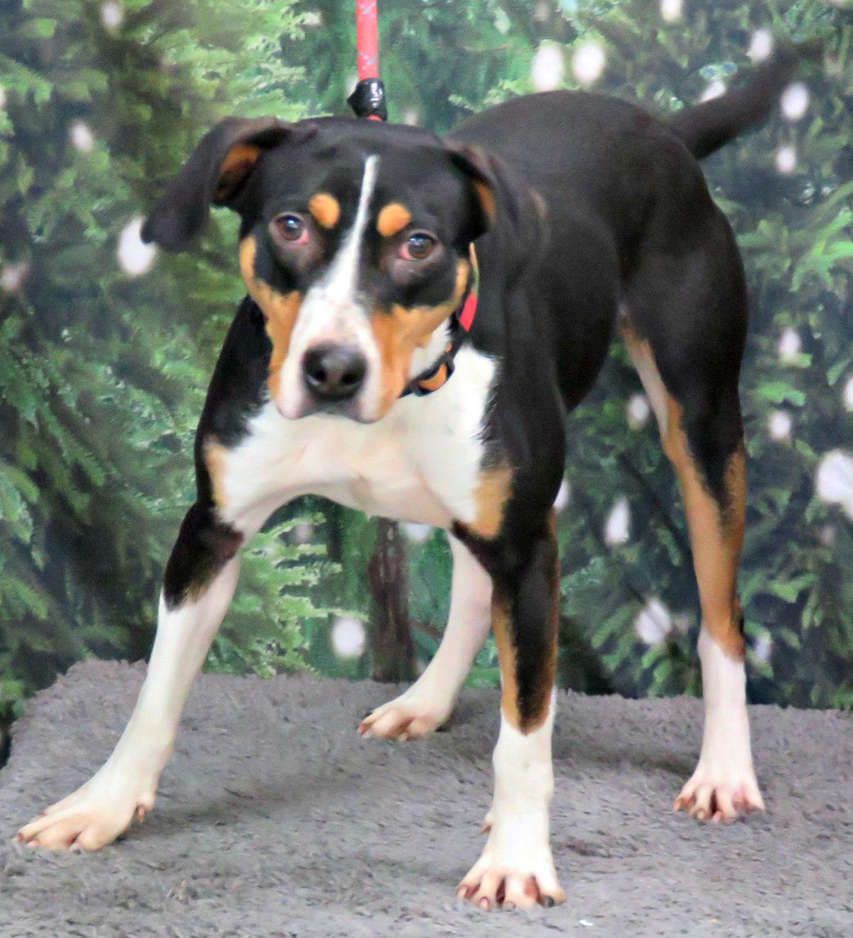 Morgan, a Adoptable mixed breed in Lexington, VA image 3/4