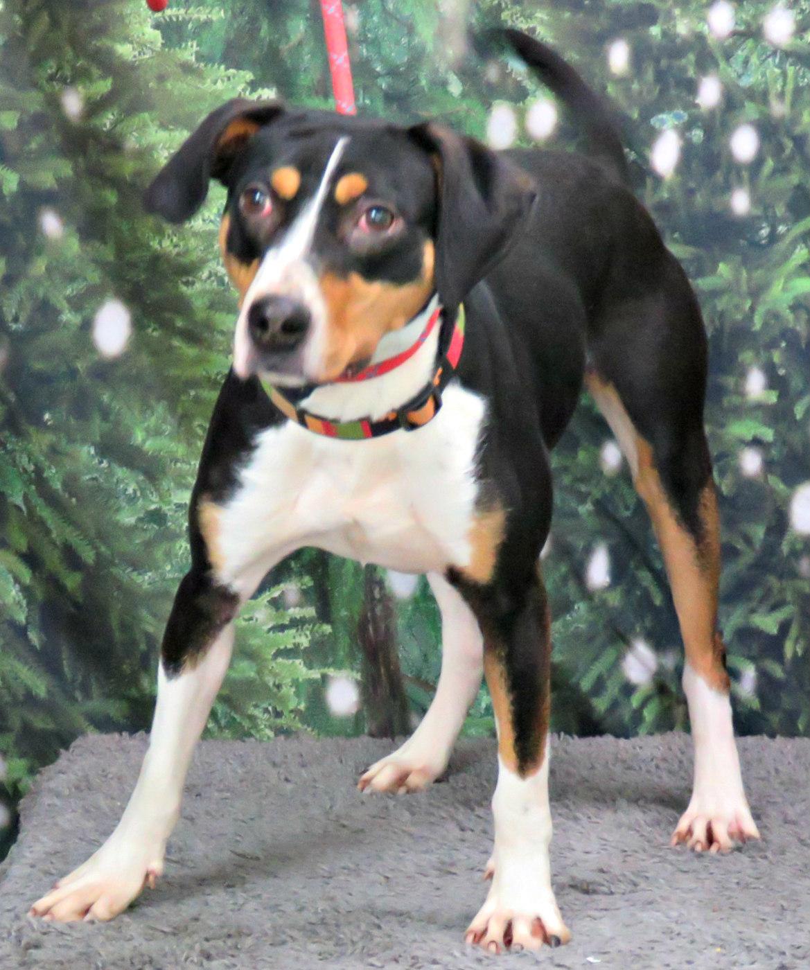 Morgan, a Adoptable mixed breed in Lexington, VA image 2/4