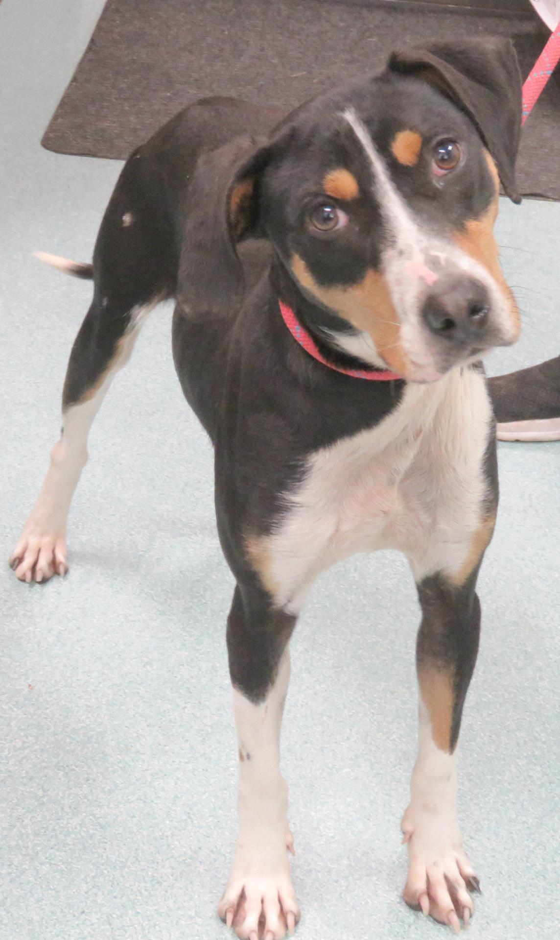 Morgan, a Adoptable mixed breed in Lexington, VA image 4/4