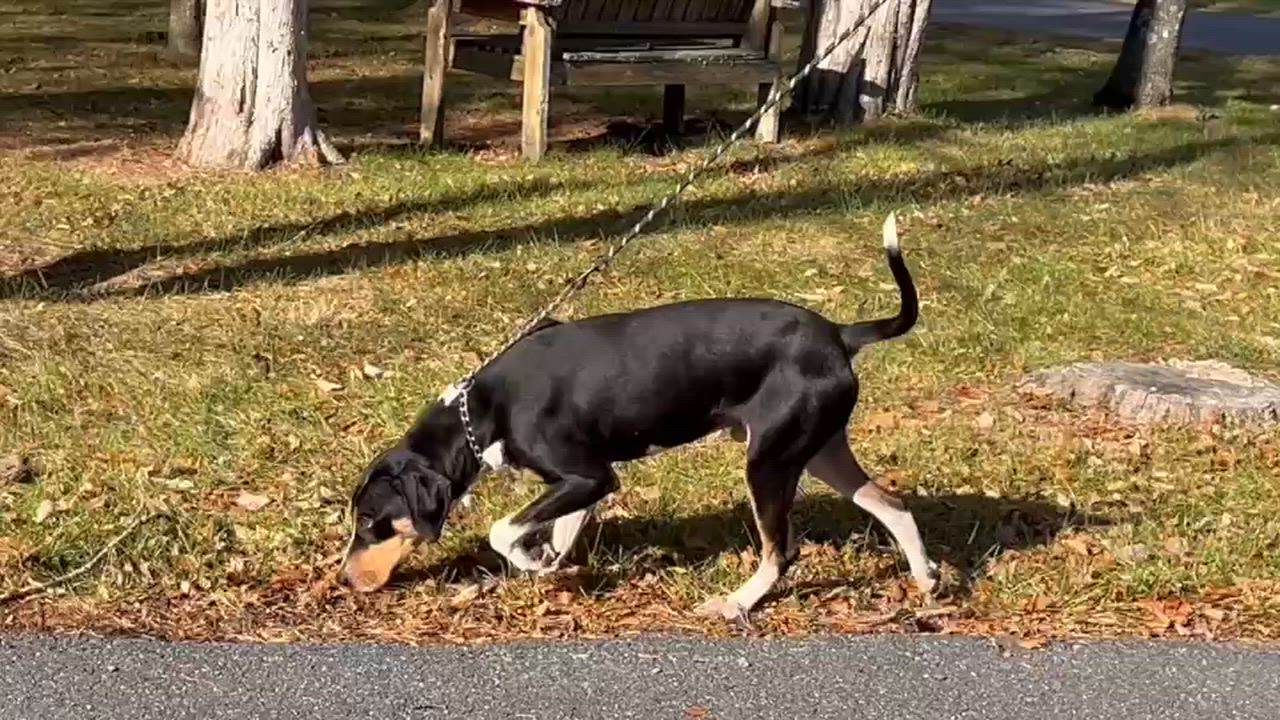 Enlarge Morgan, a Adoptable mixed breed in Lexington, VA video 1/4